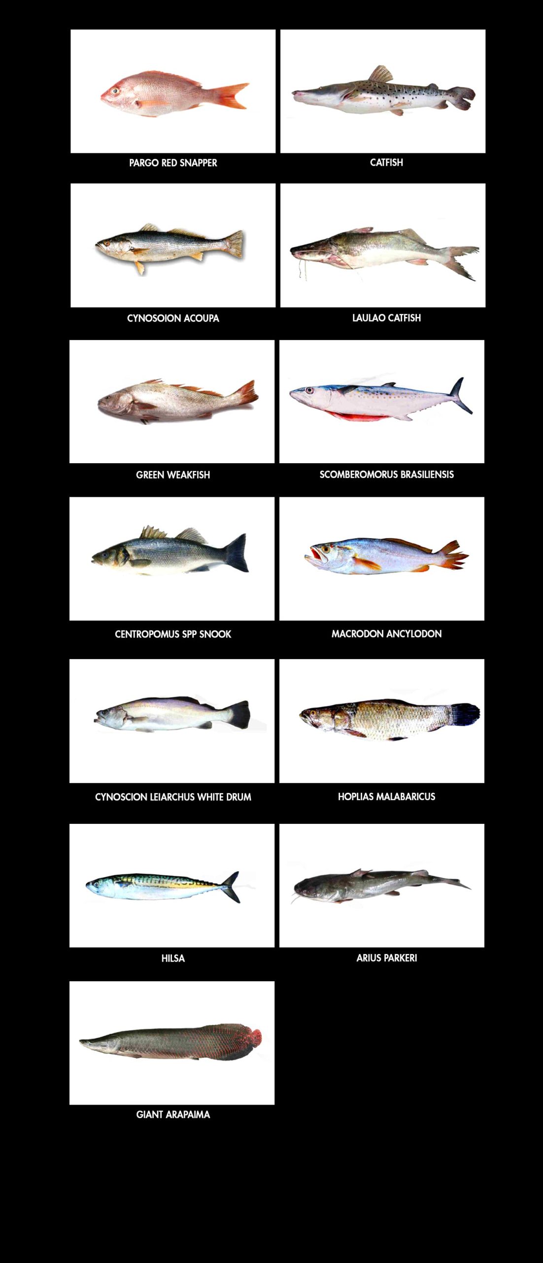 Produtos-Proteinas-Peixes